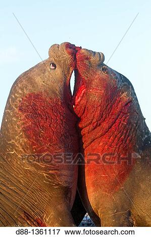 Falkland Islands, Sea LIon island, Southern Elephant Seal Mirounga leonina. View Large Photo Image Stock Photo - Falkland Islands, Sea LIon island, Southern Elephant Seal Mirounga leonina.. Fotosearch