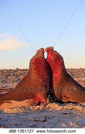 Falkland Islands, Sea LIon island, Southern Elephant Seal Mirounga leonina. View Large Photo Image Stock Photo - Falkland Islands, Sea LIon island, Southern Elephant Seal Mirounga leonina.. Fotosearch