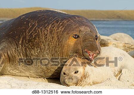 Falkland Islands, Sea LIon island, Southern Elephant Seal Mirounga leonina. View Large Photo Image Stock Photograph - Falkland Islands, Sea LIon island, Southern Elephant Seal Mirounga leonina.. Fotosearch