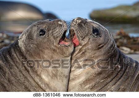 Falkland Islands, Sea LIon island, Southern Elephant Seal Mirounga leonina, baby. View Large Photo Image Stock Photograph - Falkland Islands, Sea LIon island, Southern Elephant Seal Mirounga leonina, baby.. Fotosearch