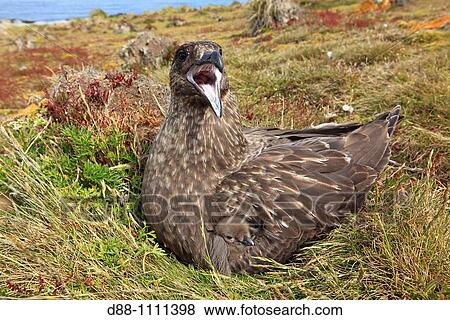 Stock Photo - Falkland Skua (Catharacta antarctica). Steeple Jason island, Falkland Islands. Fotosearch