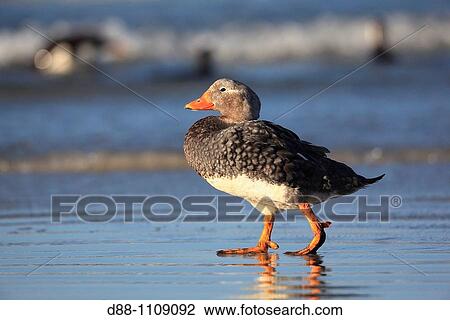 Stock Image - Falkland Steamer Duck (Tachyeres brachypterus). Pebble Island, Falkland Islands. Fotosearch