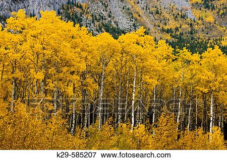 Stock Photo - Fall aspens near Barrier Lake in Kananaskis Country. Southern Alberta. Fotosearch