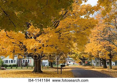 Picture - Fall Autumn colors line an old residential street in Lexington Michigan. Fotosearch