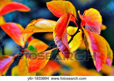 Picture - Fall / Autumn leaves in London, England. Fotosearch