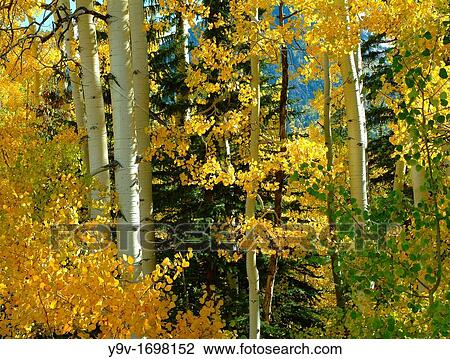 Stock Image - Fall Color Aspen Trees, Colorado USA. Fotosearch