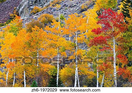 Fall color in Lundy Canyon, Inyo National Forest, Sierra Nevada Mountains, California USA. View Large Photo Image Stock Photo - Fall color in Lundy Canyon, Inyo National Forest, Sierra Nevada Mountains, California USA.. Fotosearch