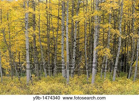 Fall-colored aspen grove, near Kebler Pass, West Elk Mountains, Gunnison National Forest, Colorado, USA View Large Photo Image Stock Image - Fall-colored aspen grove, near Kebler Pass, West Elk Mountains, Gunnison National Forest, Colorado, USA. Fotosearch