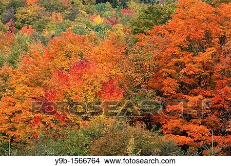 Fall-colored hardwood forest near Little Wildcat Mountain, White Mountain National Forest, northern New Hampshire, USA View Large Photo Image Picture - Fall-colored hardwood forest near Little Wildcat Mountain, White Mountain National Forest, northern New Hampshire, USA. Fotosearch