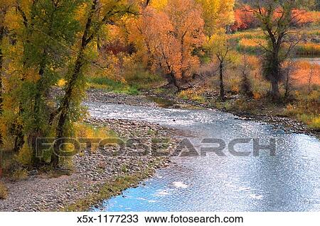Fall colors along the Yampa River near Steamboat Springs, Colorado, USA View Large Photo Image Stock Image - Fall colors along the Yampa River near Steamboat Springs, Colorado, USA. Fotosearch