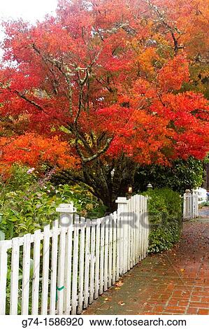 Fall colors and white picket fence View Large Photo Image Stock Image - Fall colors and white picket fence. Fotosearch