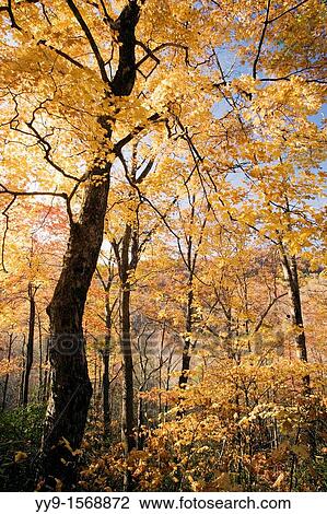 Stock Image - Fall Colors in Pisgah National Forest - near Brevard, North Carolina USA. Fotosearch