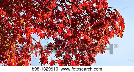 Fall colors in Tilden Woods Park, Montgomery County, Maryland View Large Photo Image Stock Image - Fall colors in Tilden Woods Park, Montgomery County, Maryland. Fotosearch