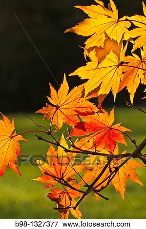 Fall colors in Tilden Woods Park, Montgomery County, Maryland View Large Photo Image Stock Photo - Fall colors in Tilden Woods Park, Montgomery County, Maryland. Fotosearch