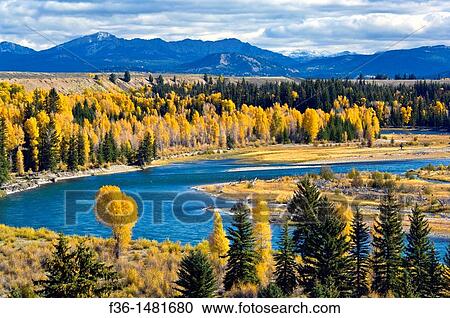 Fall colors on aspen and cottonwood trees along the Snake River, Grand Teton National Park, Wyoming View Large Photo Image Stock Image - Fall colors on aspen and cottonwood trees along the Snake River, Grand Teton National Park, Wyoming. Fotosearch