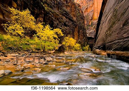 Picture - Fall colors on trees in the Virgin River Narrows, Zion National Park, Utah. Fotosearch