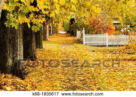 Stock Photo - fall colour on a street in Dunbar area of Vancouver, BC, Canada. Fotosearch