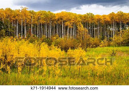 Fall foliage color and a birch forest in rural northern Manitoba, Canada View Large Photo Image Picture - Fall foliage color and a birch forest in rural northern Manitoba, Canada. Fotosearch