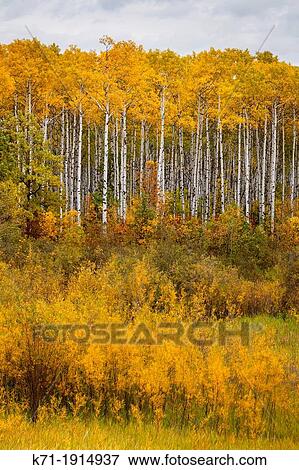 Fall foliage color and a birch forest in rural northern Manitoba, Canada View Large Photo Image Stock Photo - Fall foliage color and a birch forest in rural northern Manitoba, Canada. Fotosearch