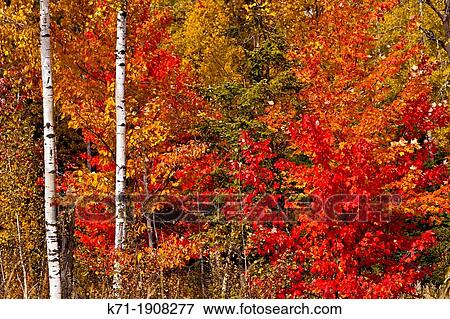 Fall foliage color in the deciduous forests of northern Minnesota, USA View Large Photo Image Stock Photo - Fall foliage color in the deciduous forests of northern Minnesota, USA. Fotosearch