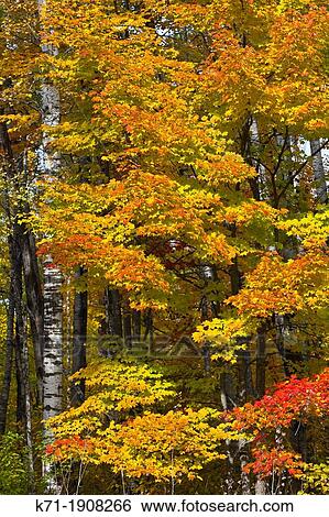 Fall foliage color in the deciduous forests of northern Minnesota, USA View Large Photo Image Stock Photograph - Fall foliage color in the deciduous forests of northern Minnesota, USA. Fotosearch