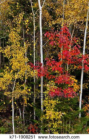 Stock Image - Fall foliage color in the forests near Grand Rapids, Minnesota, USA. Fotosearch
