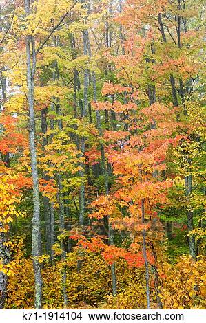Fall foliage color in the trees in mist and fog along the roadside and forests of northern Wisconsin, USA View Large Photo Image Picture - Fall foliage color in the trees in mist and fog along the roadside and forests of northern Wisconsin, USA. Fotosearch