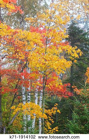 Fall foliage color in the trees in mist and fog along the roadside and forests of northern Wisconsin, USA View Large Photo Image Stock Image - Fall foliage color in the trees in mist and fog along the roadside and forests of northern Wisconsin, USA. Fotosearch