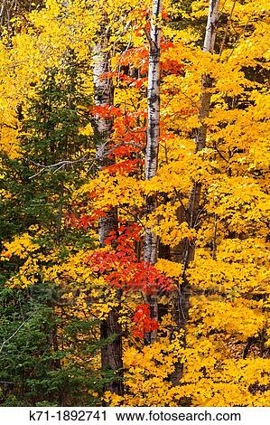 Fall foliage color in the trees of the deciduous forests of the Upper Penninsula, Michigan, USA View Large Photo Image Stock Image - Fall foliage color in the trees of the deciduous forests of the Upper Penninsula, Michigan, USA. Fotosearch