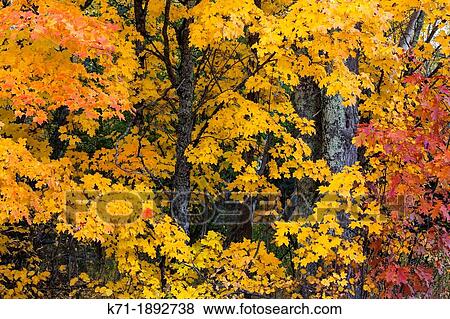 Stock Photo - Fall foliage color in the trees of the deciduous forests of the Upper Penninsula, Michigan, USA. Fotosearch