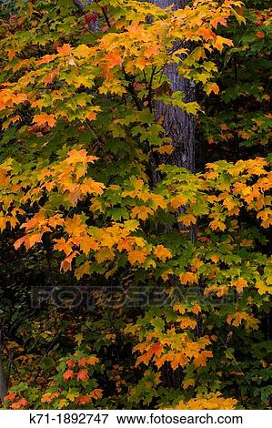 Fall foliage color in the trees of the deciduous forests of the Upper Penninsula, Michigan, USA View Large Photo Image Stock Photo - Fall foliage color in the trees of the deciduous forests of the Upper Penninsula, Michigan, USA. Fotosearch