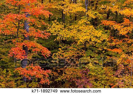 Fall foliage color in the trees of the deciduous forests of the Upper Penninsula, Michigan, USA View Large Photo Image Stock Photo - Fall foliage color in the trees of the deciduous forests of the Upper Penninsula, Michigan, USA. Fotosearch