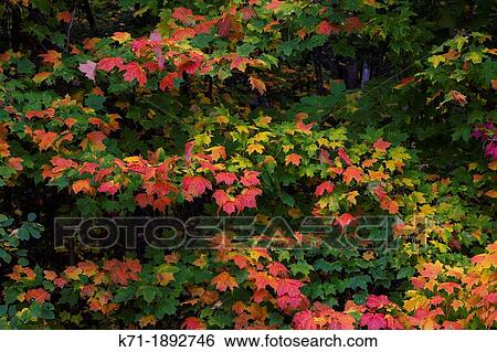 Stock Photograph - Fall foliage color in the trees of the deciduous forests of the Upper Penninsula, Michigan, USA. Fotosearch