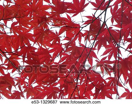 Stock Photo - Fall foliage, Ridgewood, New Jersey, USA. Fotosearch