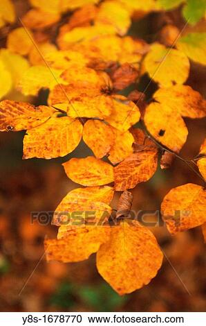 Fall forest. Wolfsburg, Lower Saxony, Germany. View Large Photo Image Stock Image - Fall forest. Wolfsburg, Lower Saxony, Germany.. Fotosearch
