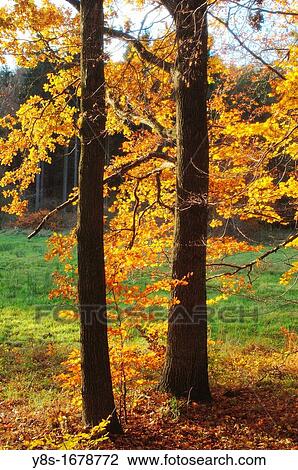 Fall forest. Wolfsburg, Lower Saxony, Germany. View Large Photo Image Stock Image - Fall forest. Wolfsburg, Lower Saxony, Germany.. Fotosearch