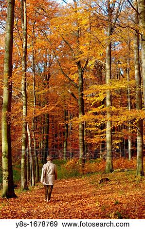 Fall forest. Wolfsburg, Lower Saxony, Germany. View Large Photo Image Stock Photo - Fall forest. Wolfsburg, Lower Saxony, Germany.. Fotosearch