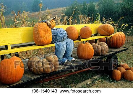 Fall Harvest display at Pumpkin patch, Goyettes Ranch Apple Farm, Camino Eldorado County, California View Large Photo Image Stock Image - Fall Harvest display at Pumpkin patch, Goyettes Ranch Apple Farm, Camino Eldorado County, California. Fotosearch