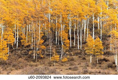 Fall has arrived at Kolob Terrace near Zion National Park, Utah. View Large Photo Image Picture - Fall has arrived at Kolob Terrace near Zion National Park, Utah.. Fotosearch