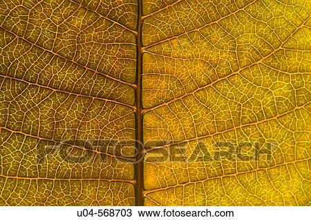 Fall leaf View Large Photo Image Stock Image - Fall leaf. Fotosearch