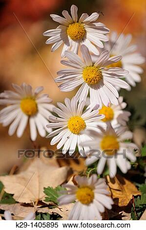 Fall mums and foraging insects View Large Photo Image Stock Photography - Fall mums and foraging insects. Fotosearch