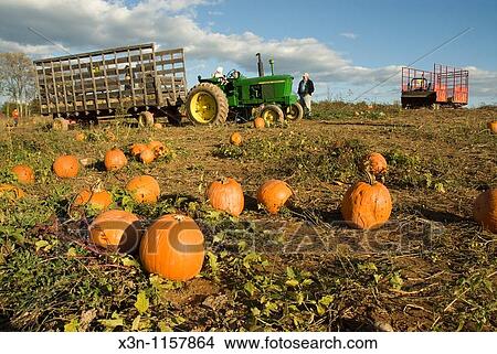 Fall pumpkin patch View Large Photo Image Picture - Fall pumpkin patch. Fotosearch