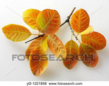 Fallen Autumn Leaf - Brightly coloured laeves View Large Photo Image Stock Photo - Fallen Autumn Leaf - Brightly coloured laeves. Fotosearch