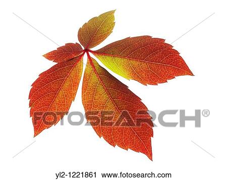 Fallen Autumn Leaf- Virginia Creeper - Brightly coloured laeves View Large Photo Image Stock Image - Fallen Autumn Leaf- Virginia Creeper - Brightly coloured laeves. Fotosearch