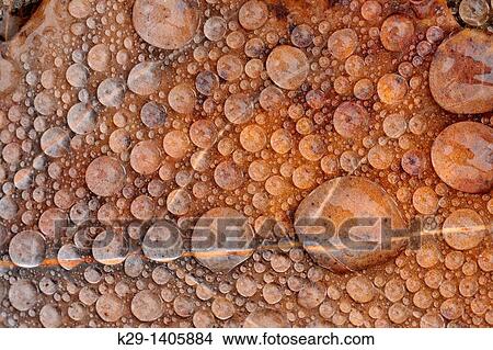 Fallen autumn poplar leaves with raindrops View Large Photo Image Picture - Fallen autumn poplar leaves with raindrops. Fotosearch