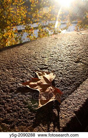 fallen leaf on a wall by the river tiber in rome italy View Large Photo Image Stock Photo - fallen leaf on a wall by the river tiber in rome italy. Fotosearch