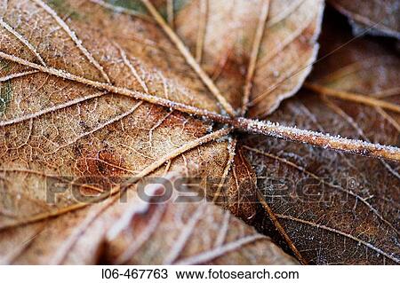 Fallen leaf with hoarfrost View Large Photo Image Stock Image - Fallen leaf with hoarfrost. Fotosearch