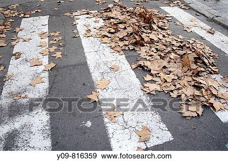 Fallen leaves covering zebra-crossing, autumn View Large Photo Image Stock Photo - Fallen leaves covering zebra-crossing, autumn. Fotosearch