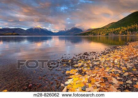 Fallen leaves line the shore of Lake McDonald as a passing storm glows in the evening light, Glacier National Park Montana USA View Large Photo Image Stock Image - Fallen leaves line the shore of Lake McDonald as a passing storm glows in the evening light, Glacier National Park Montana USA. Fotosearch