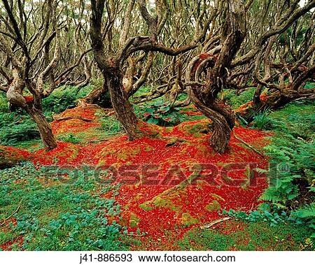Fallen rata flowers Enderby Island Auckland Islands New Zealand subantarctic View Large Photo Image Stock Image - Fallen rata flowers Enderby Island Auckland Islands New Zealand subantarctic. Fotosearch